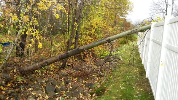 This is a strong fence, after cutting the tree off, no repair was required.