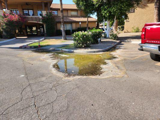 This is stagnant water that has been there for 2 years. Breeds mosquitos and attracts a lot of bees.