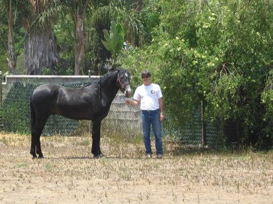 This is one of the other stallions we've raised. It takes a lot of time and effort to raise stallions from baby's; we put the...