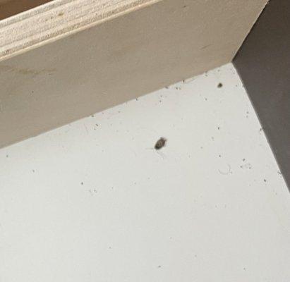 Roach in drawer of nightstand