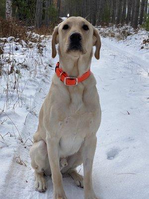 Yellow lab