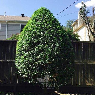 American Holly tree trimmed to it's original ornamental shape.