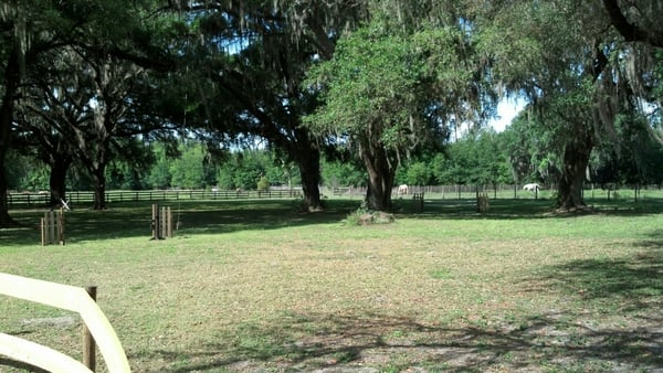 Riding arena under shade trees