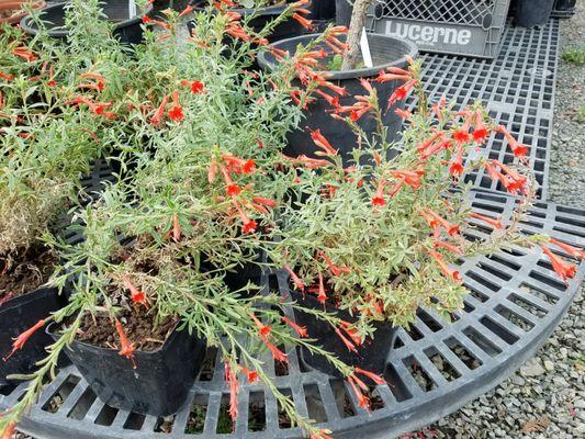 Floral Native Nursery