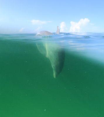 Under water Dolphin picture