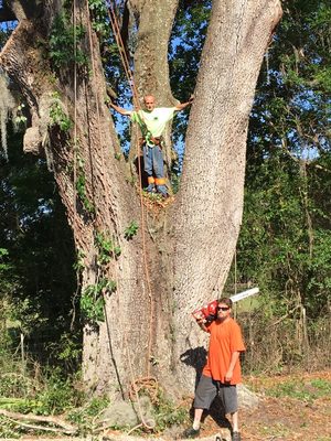 A grand daddy live oak tree I am taking down. 4/2017