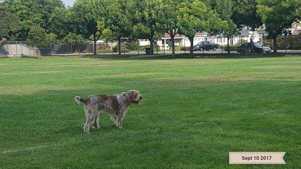 Approachable dog owners and friendly dogs.