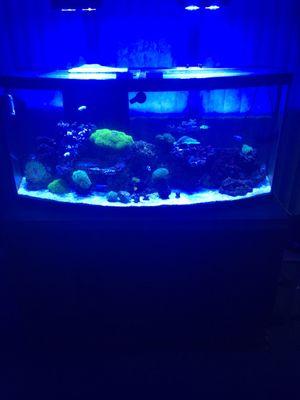 72 gallon mixed SPS/LPS reef (20g sump/skimmer)