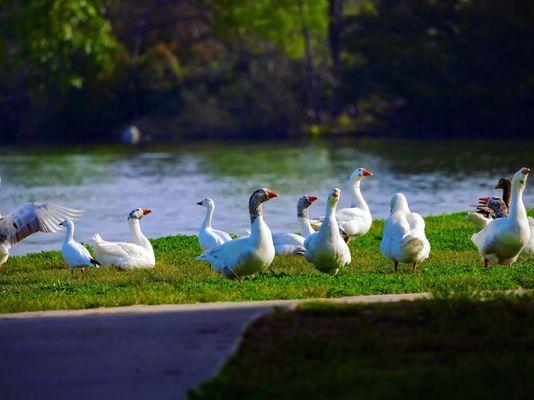 A mix of Ross' Geese and Snow Geese near the Santa Fe Reservoir