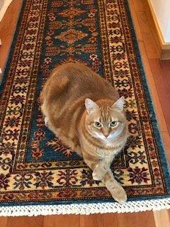 Nordic of Istanbul giving his approval (crossed paws) after checking out the rug.