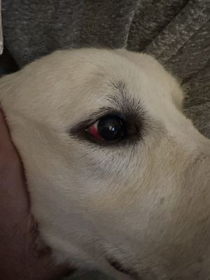 My dogs eyes