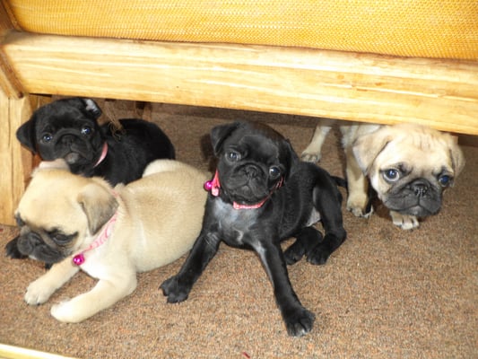 Fawn and Black pups at 7 weeks