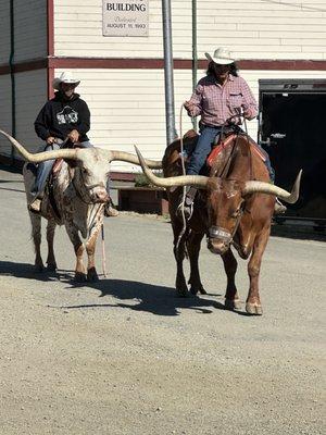 These two men rode their Longhorns through the midway and it was fun to watch!