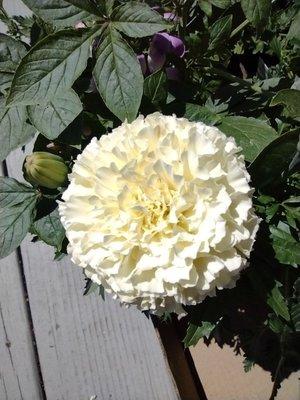 More new flower friends! Snowball Marigold