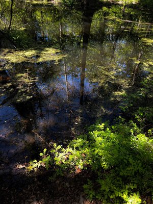 Black Rock Sanctuary