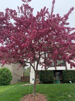 Tree Services of Omaha