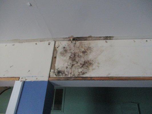 Mold on Wall & Ceiling