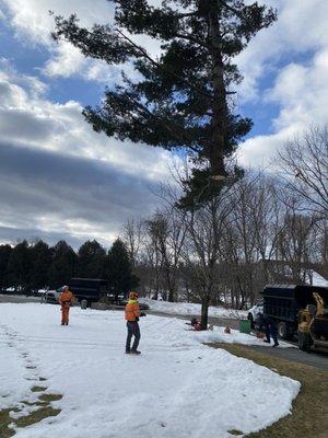 Scott's Tree & Landscape