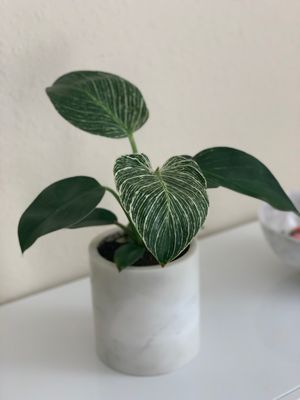 I'm OBSESSED with my Philodendron Birkin and marble pot!