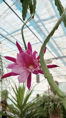 Epiphyllum