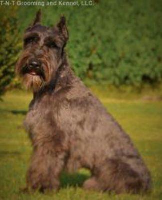 'Tony', our black(faded) miniature Schnauzer stud.  He is a beautiful boy and produces beautiful puppies!