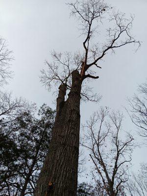 Nash Trees