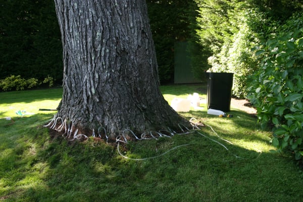 During a protective Dutch Elm Disease application.