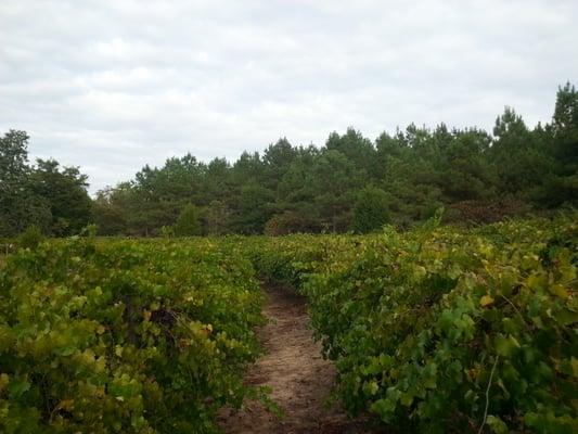 A small shot of the rows of vines