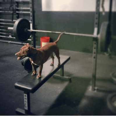 LuLu loves to bench