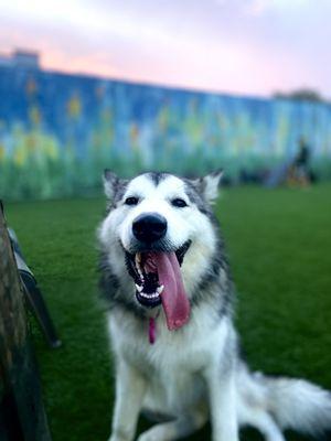 Shiloh enjoying the park