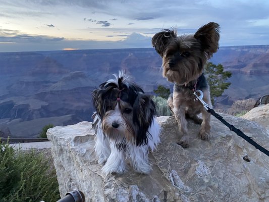 Our Grand Canyon photo shoot of our pets!