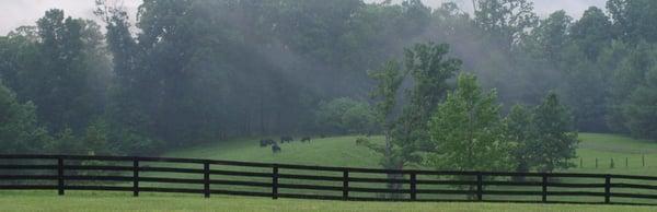 Black Angus cattle grazing on the hillside of the property