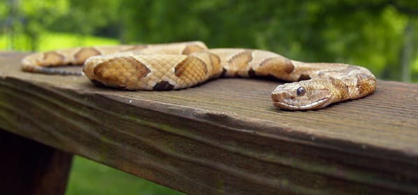 Snake Removal Services