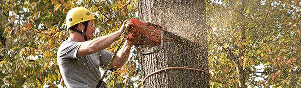 Woodchuckers Tree Service & Stump Removal LLC