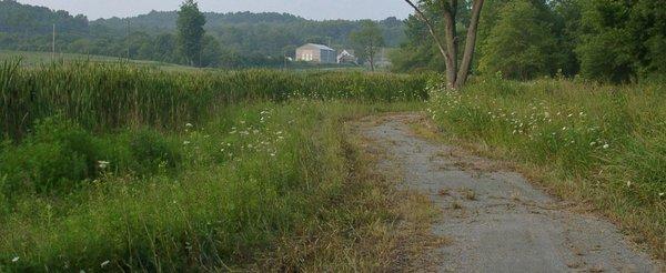 Wetlands walking trail