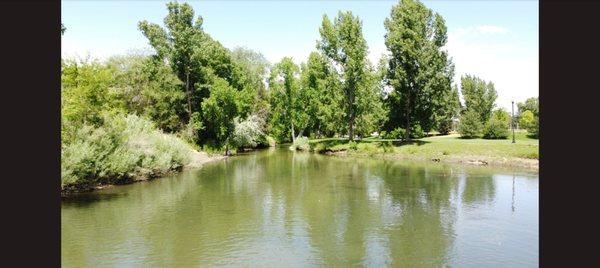 Running creek with mature trees