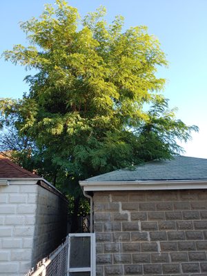 Before - overhang of tree branches