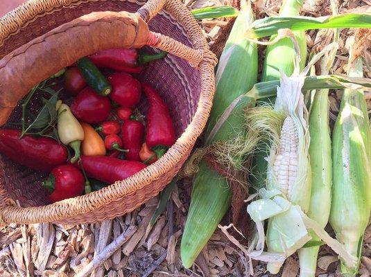 Summer Harvest