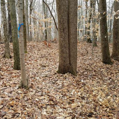 Blue tags to indicate the trail