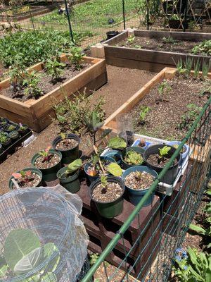 Variety of plots in the garden