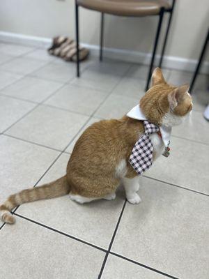 National cat day and the resident cat is quite dressed for the occasion