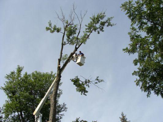 Kevin Jasa's Tree Service