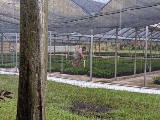 Making sure the Poinsettias are up to par