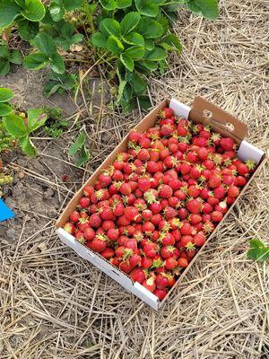 Whittaker's Berry Farm