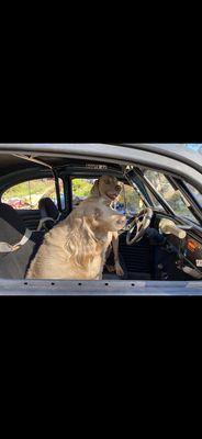 My puppies wanted to go for a drive.. lol