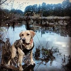 Little River Retriever Kennels