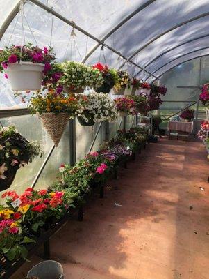 Hanging Basket and Bedding Plant Season!