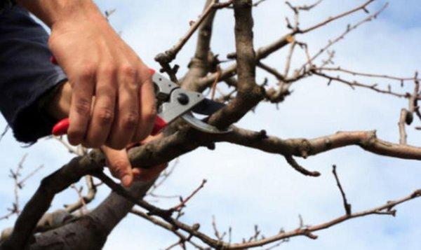 The Maid and Tree Trimming