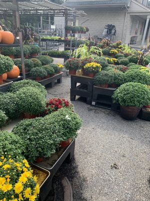 Nice selection of mums and fall plants.