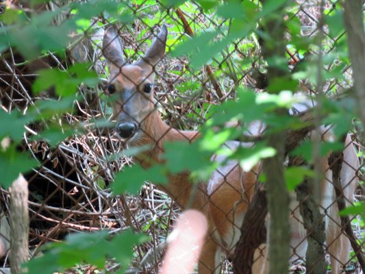 A white tailed deer spotted while in Ellen O Moyer Nature Park at Back Creek.